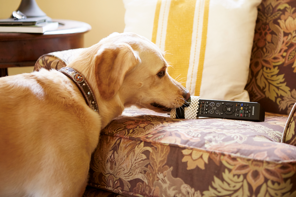 dog getting remote control