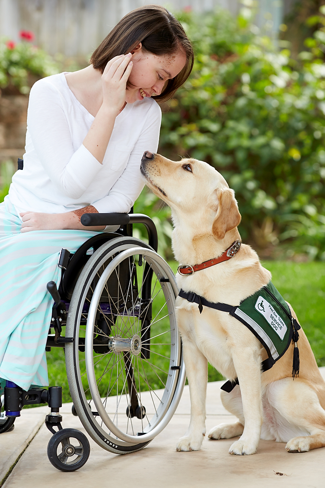 service dog with wheelchair